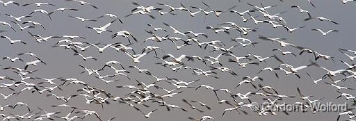 Snow Geese Flyout_34384.jpg - Snow Geese (Chen caerulescens)Photographed along the Gulf coast near Port Lavaca, Texas, USA. 